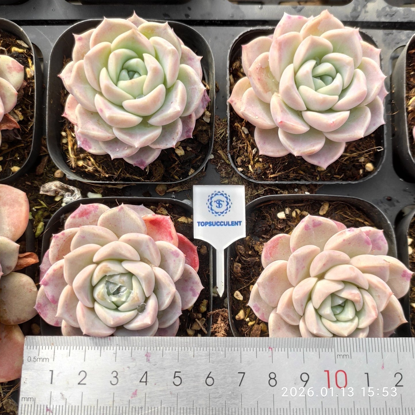 80537 ホワイトデュース