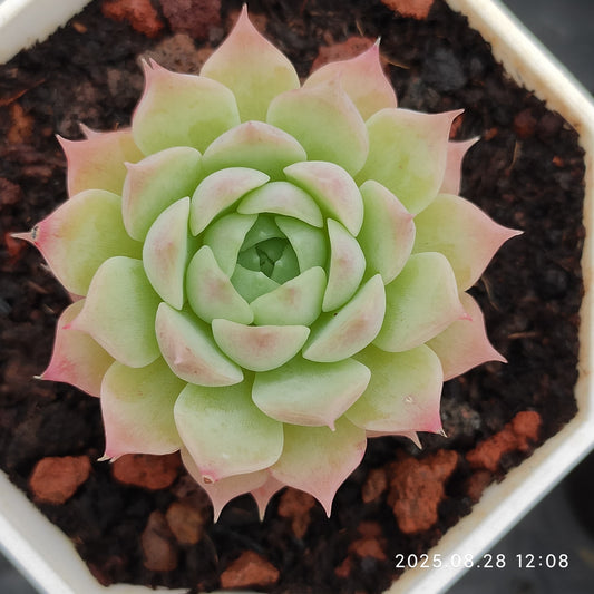 YBB048 シャーロットローズ(7cm pot)