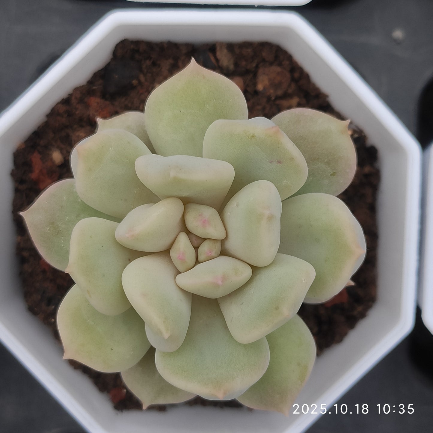 YBB020 スーパーミルク（7cm pot）