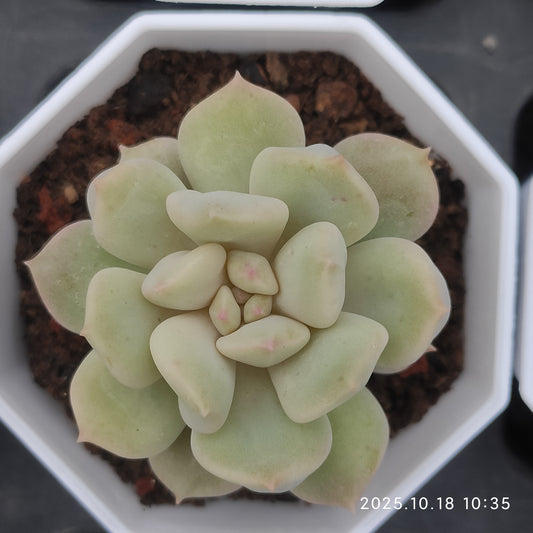 YBB020 スーパーミルク（7cm pot）