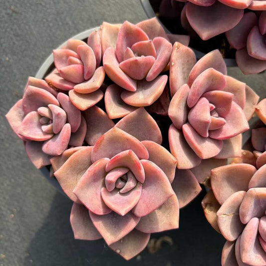 22941 レインボーシュガー（12cm pot）