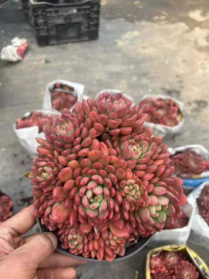 T26557 ピンクルビー