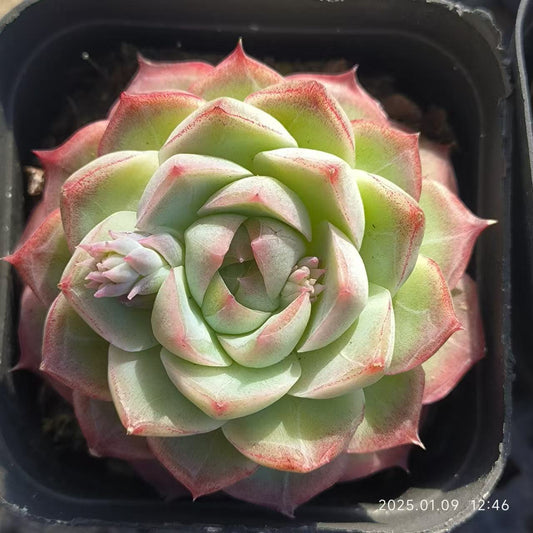 RDD298 ローズフェアリー （6.5cm pot)