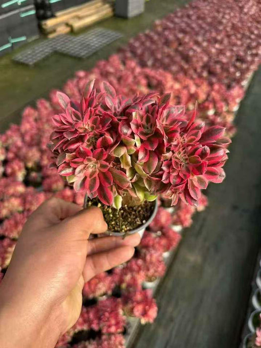 263661 アエオニウム　ウィッチ錦綴化