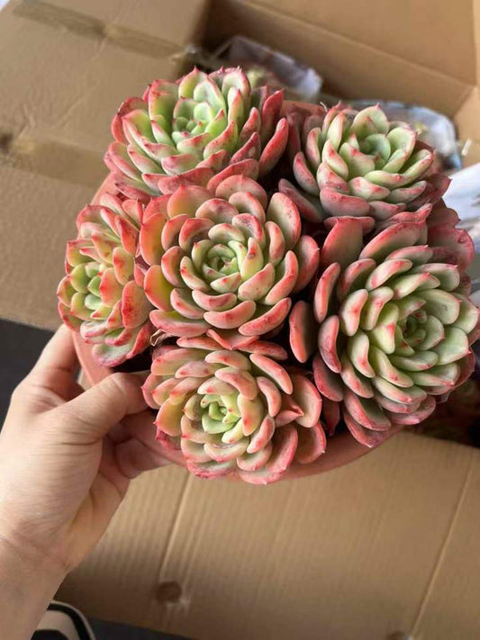 26503 シャルモン