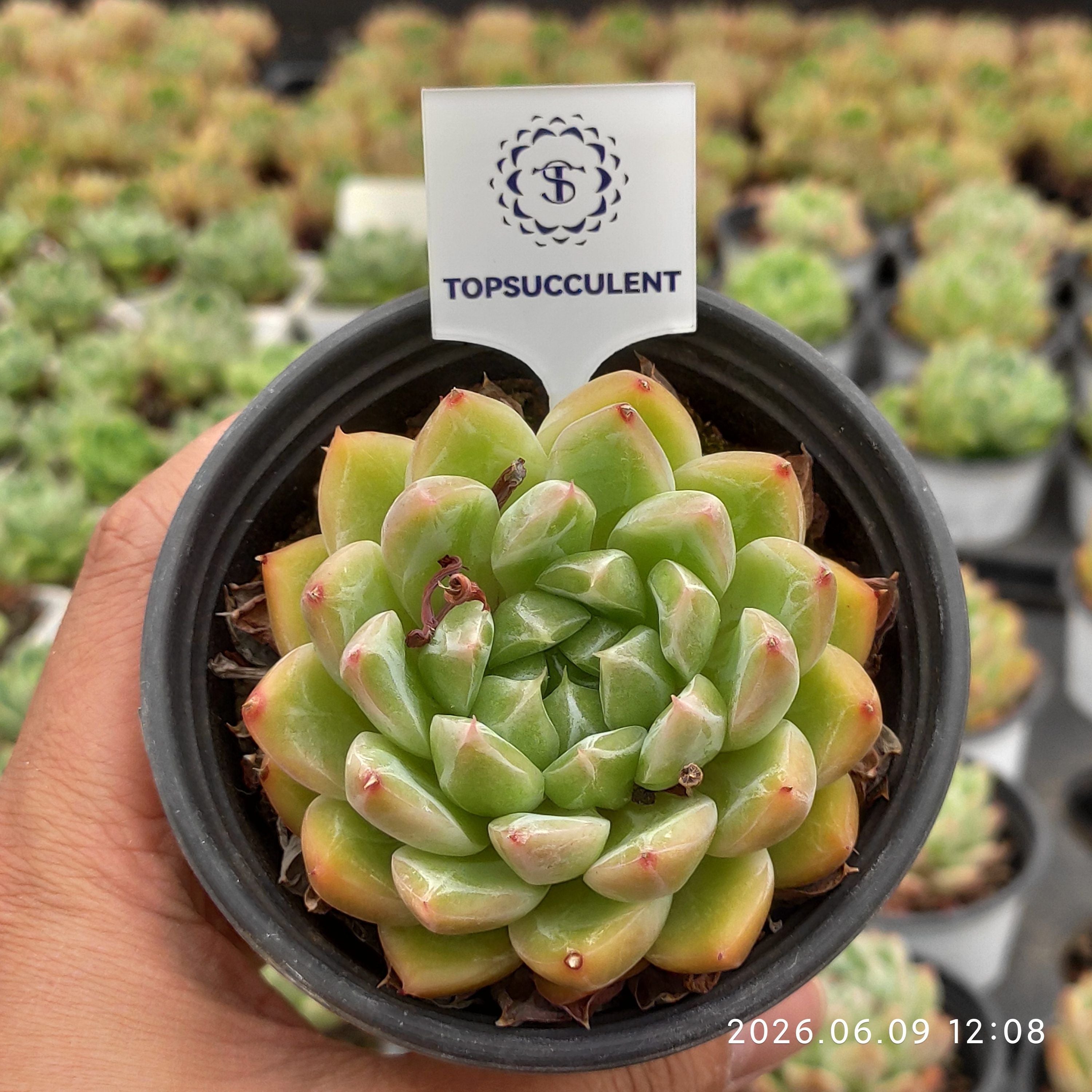 商品一覧 – Top Succulent®