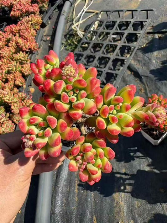 T26476 アリス　エブンズ