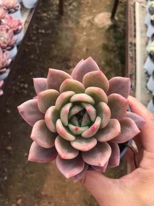 262761 シャンペーン