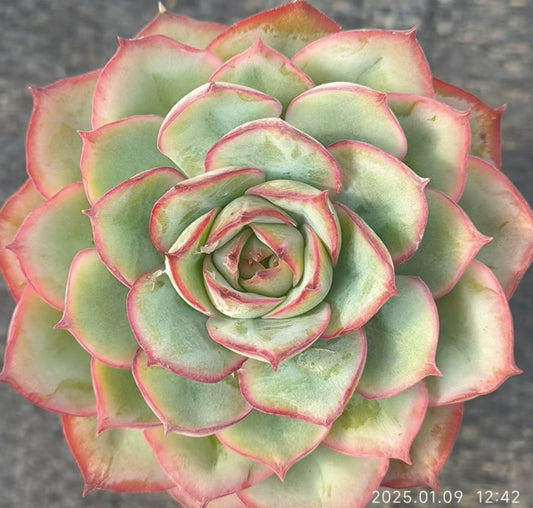 RDD299 キャプテンヘイHyb(6.5cm pot)