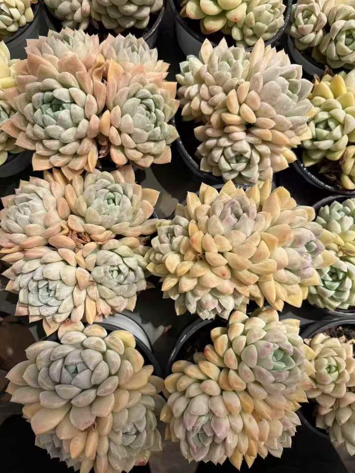 263921 クリームビューティー