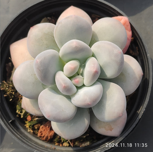 ZZA215 フレーベル  (10cm pot)