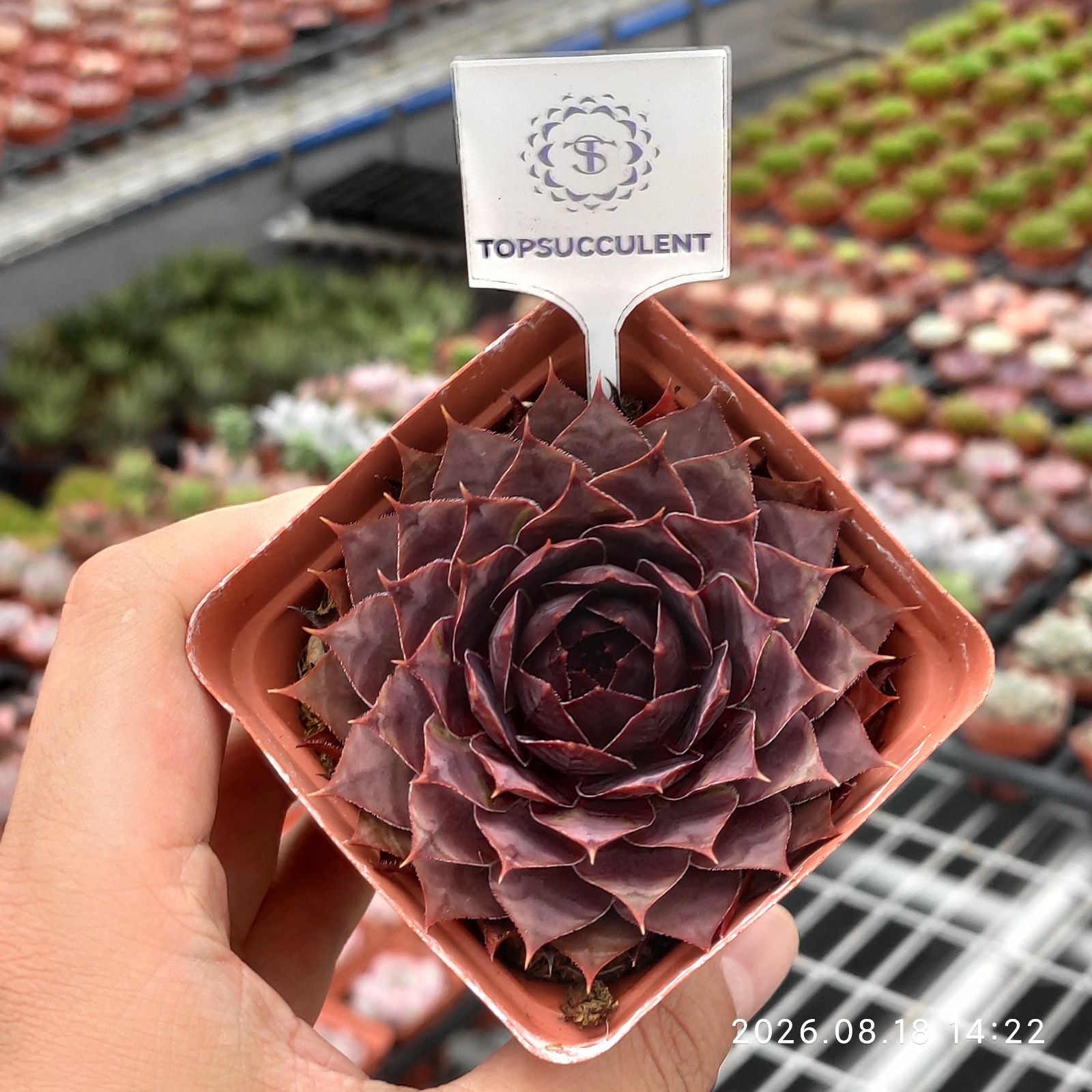 センペルビブム – Top Succulent®