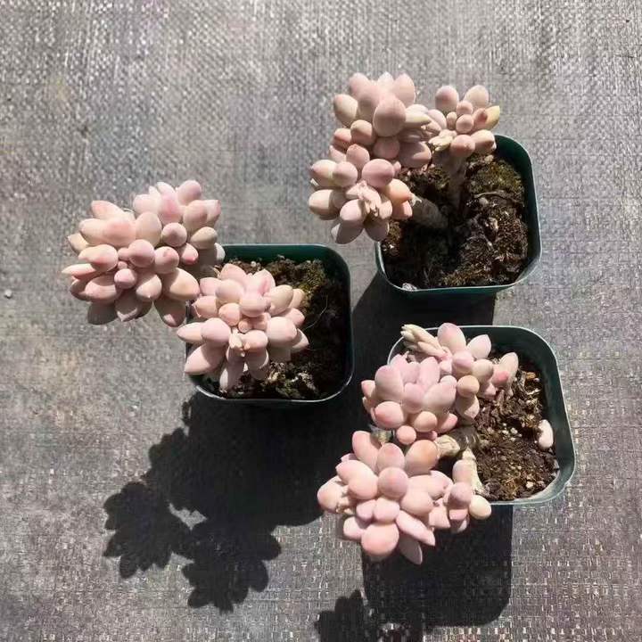 T26499 ベビーフィンガー