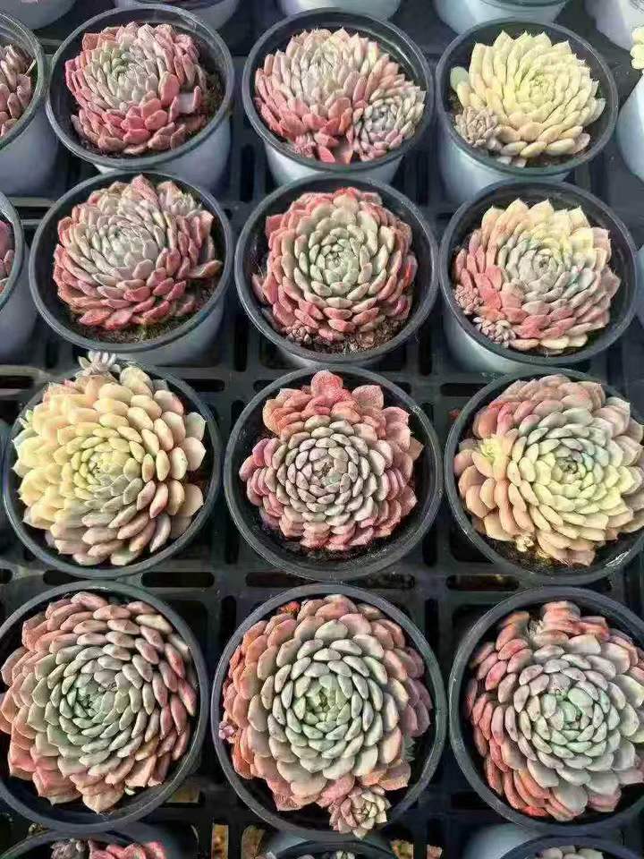 26478 セトーサ　デミヌタ錦