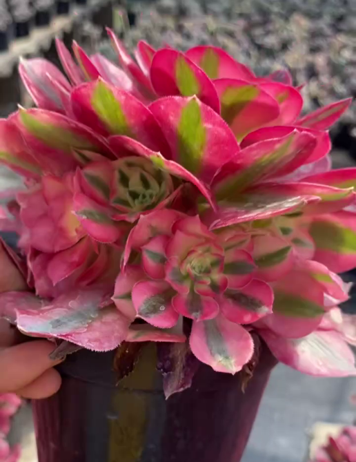 26595 アエオニウム　ビューティーガール