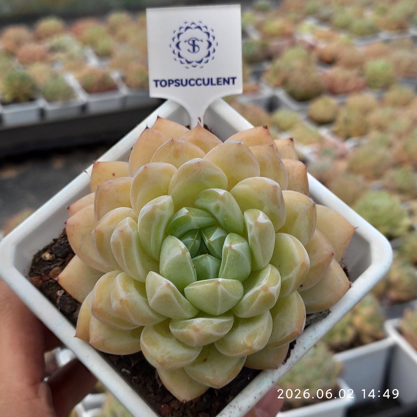362734 メロン チャーム