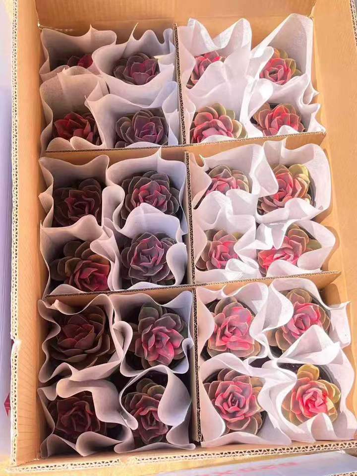 26603 ウエストレインボー