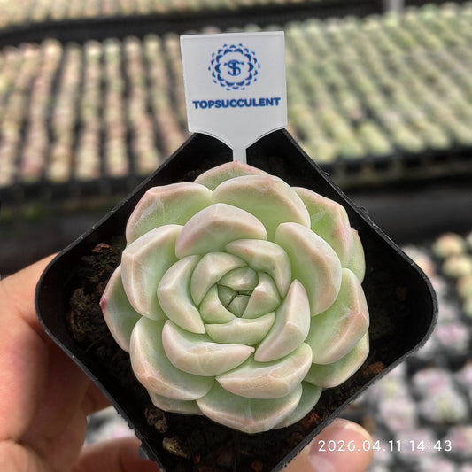 361456 スイート バニー