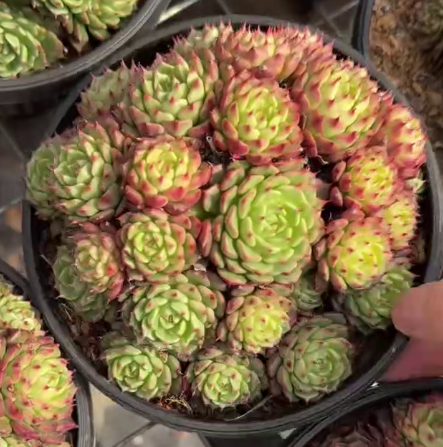 26529 ミニワンビファン