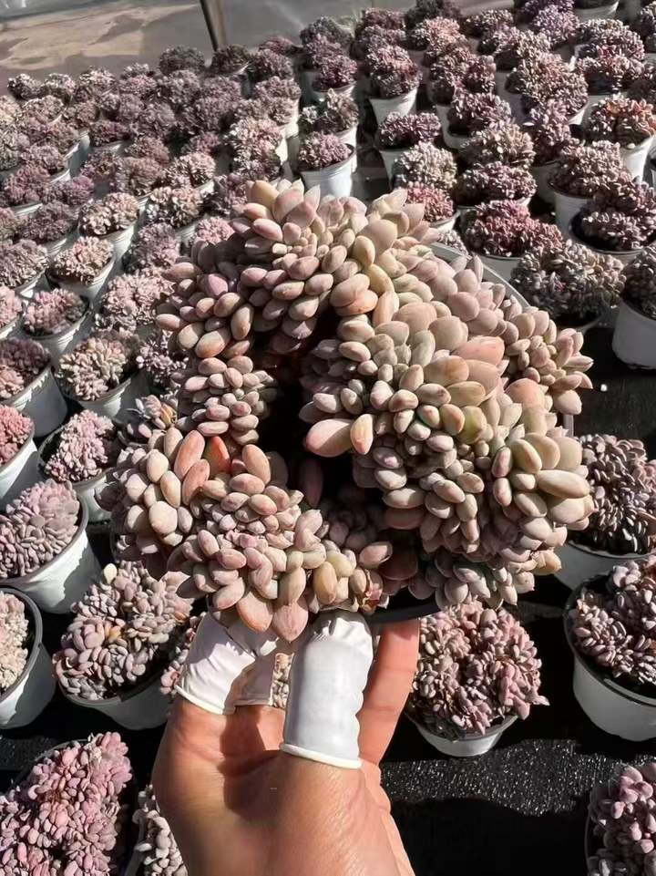 T26401 カーニーリャン　クリスターター