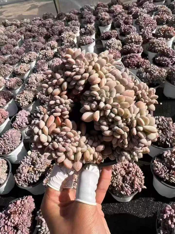 263011 ピンクジェニー綴化