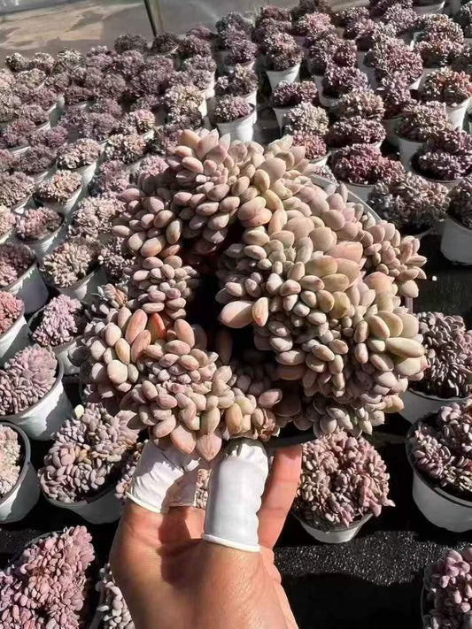 263011 ピンクジェニー綴化