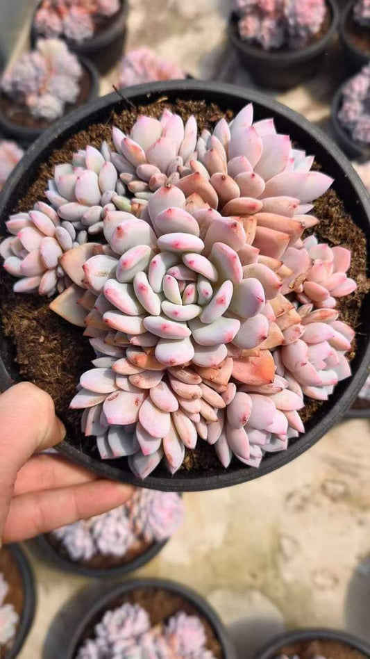 26559 スターモンロー