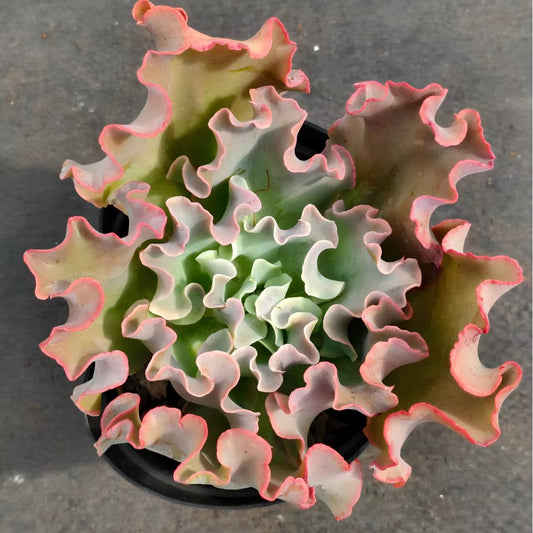 ZZA178 タカサゴノオキナ(高砂の翁)（11cm pot）