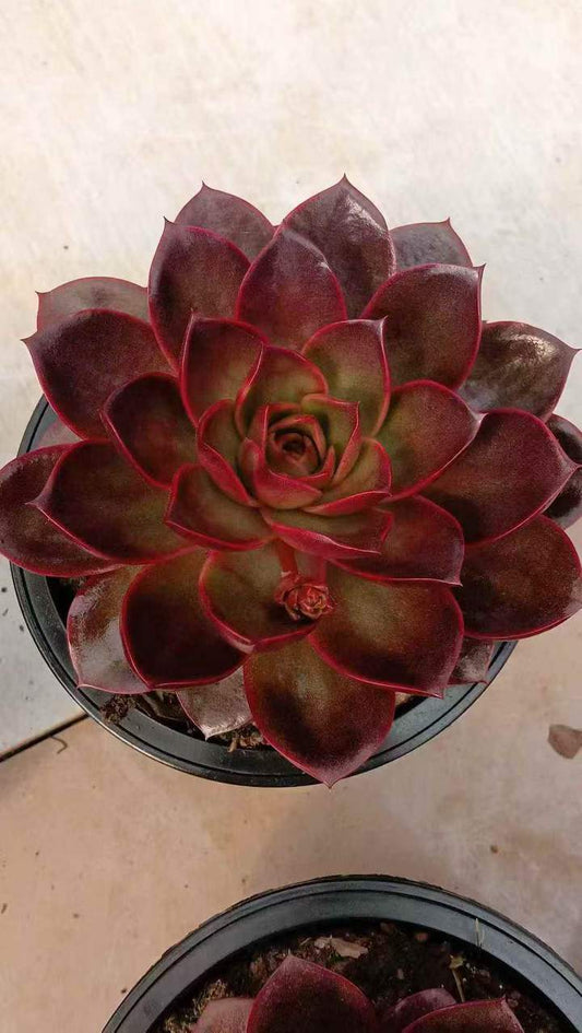 262651 チョコレートローズ