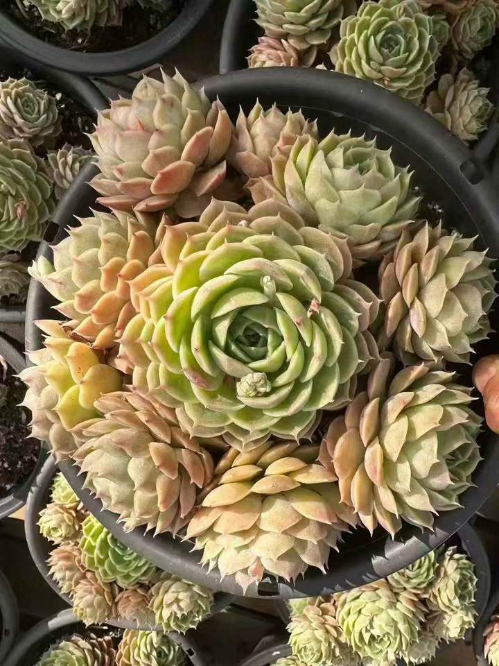 263431 オウンスロー