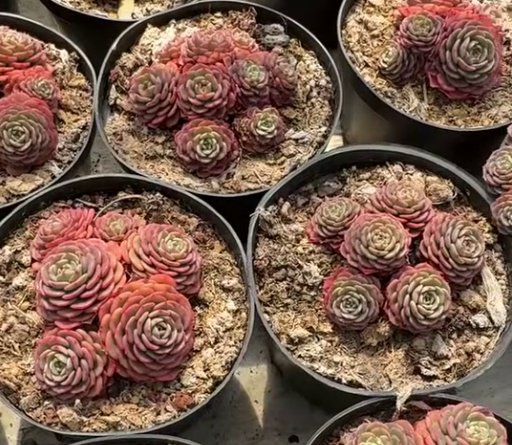 T26508 ベビーサプライズ