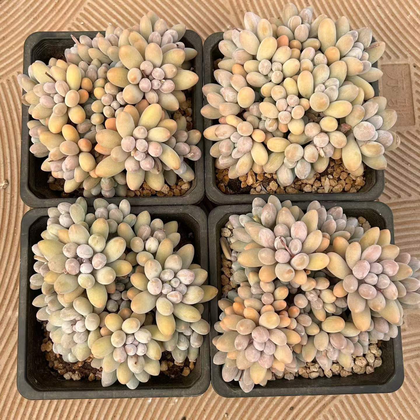 265587 オレンジスノーボール