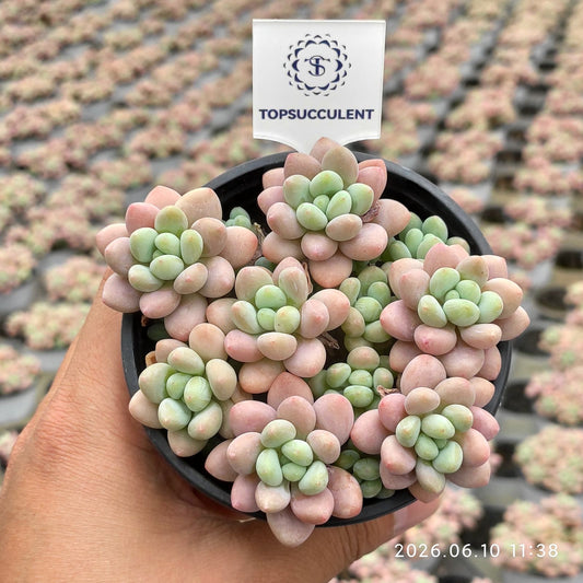 25627 キャビア