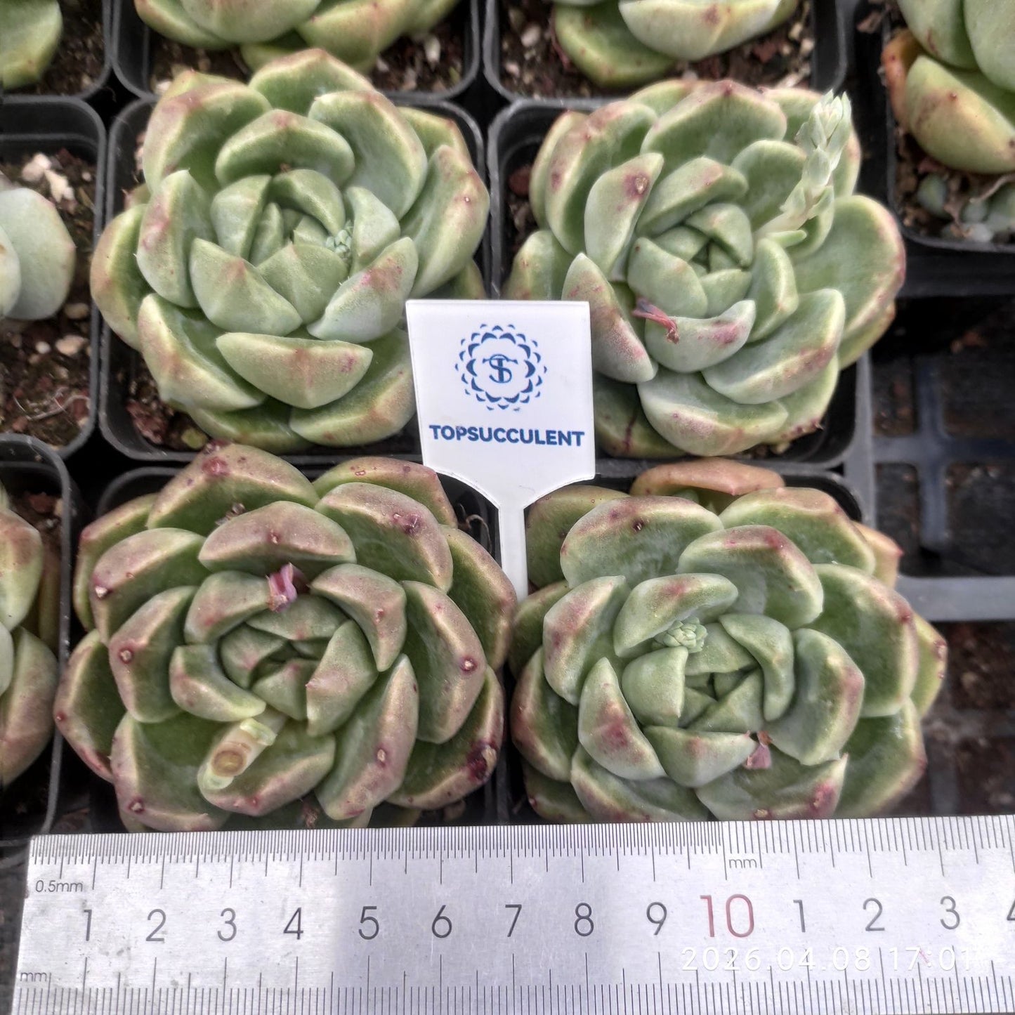 361393 サックヤング