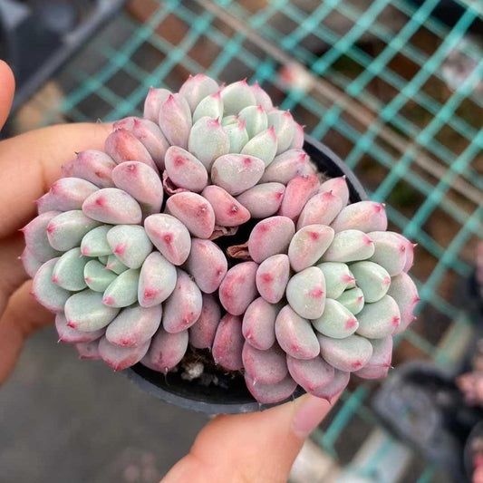 360012 スノーピーチ