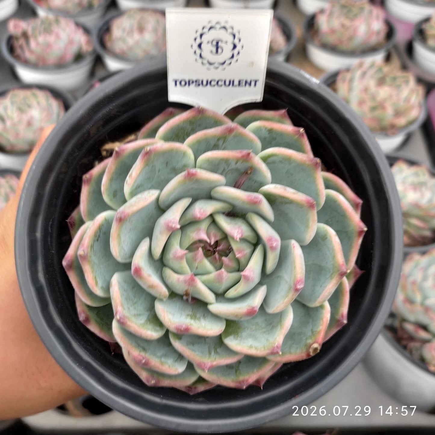 22183 チワワエンシス（12cm pot）