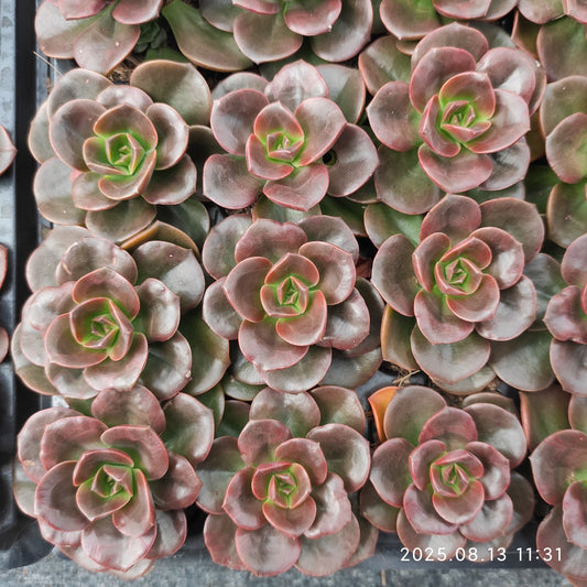 LB043 チョコレート（3cm pot）