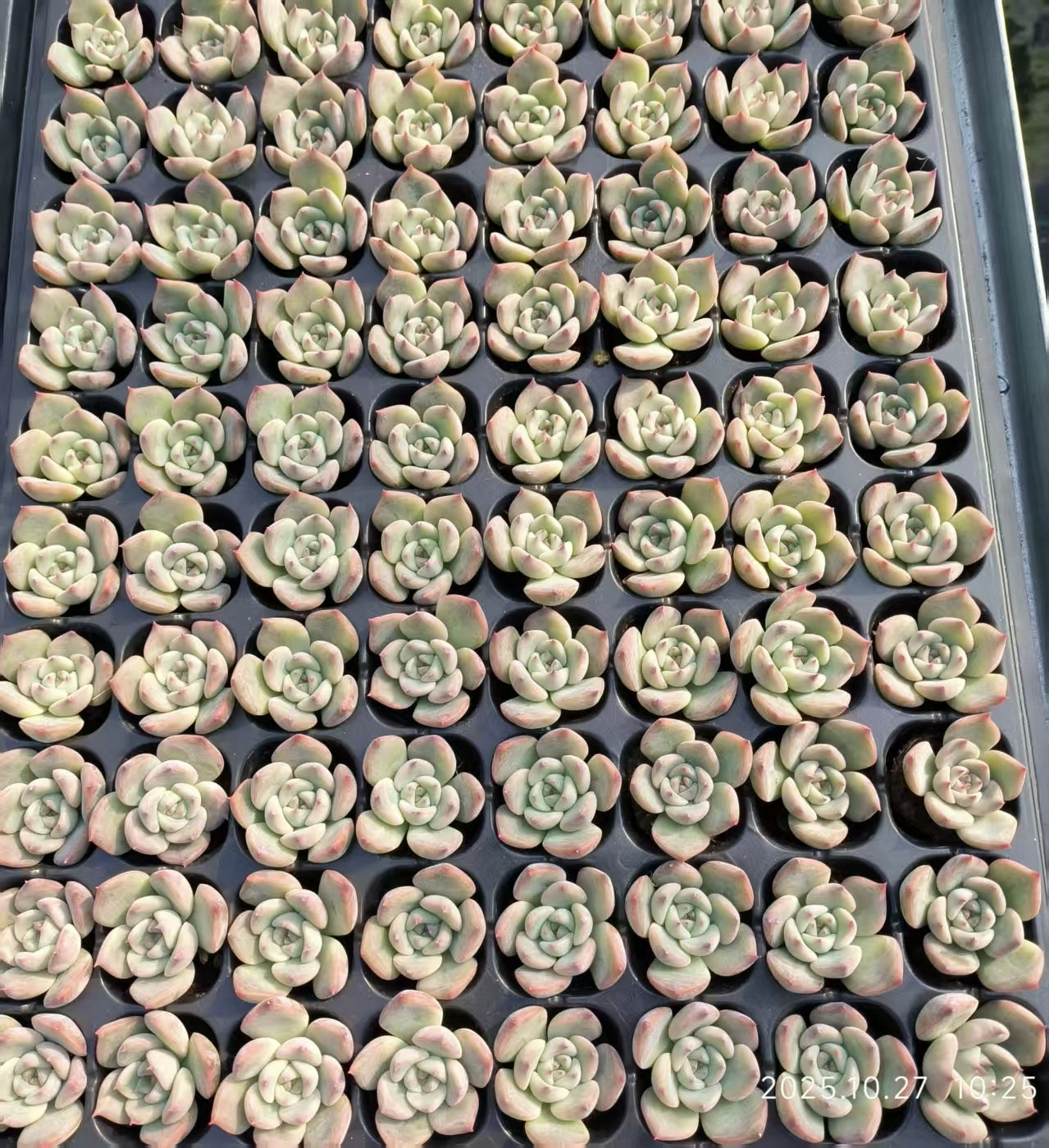 20655 カンティクル（3cm pot）（ポット苗）