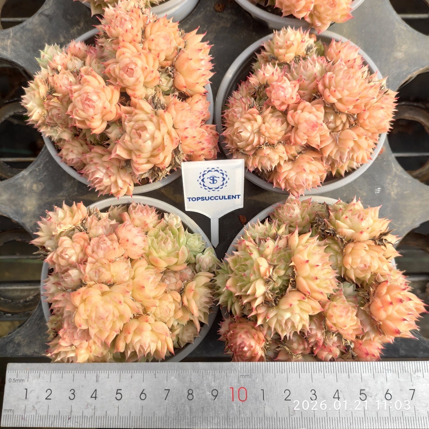 18286 ワイト　ソーダー x マルギャン