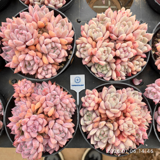 24396 ピンクアレックス