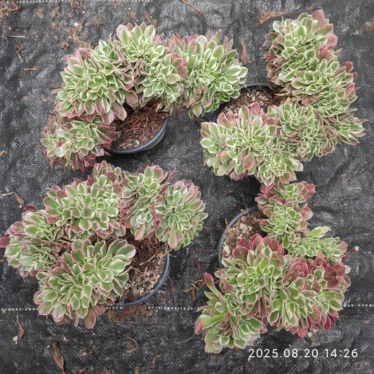 ON709 アエオニウム　ホワイトフェニックス綴化（15cm pot）