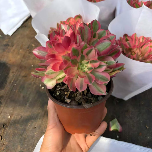 261211 アエオニウム　ウィッチ錦