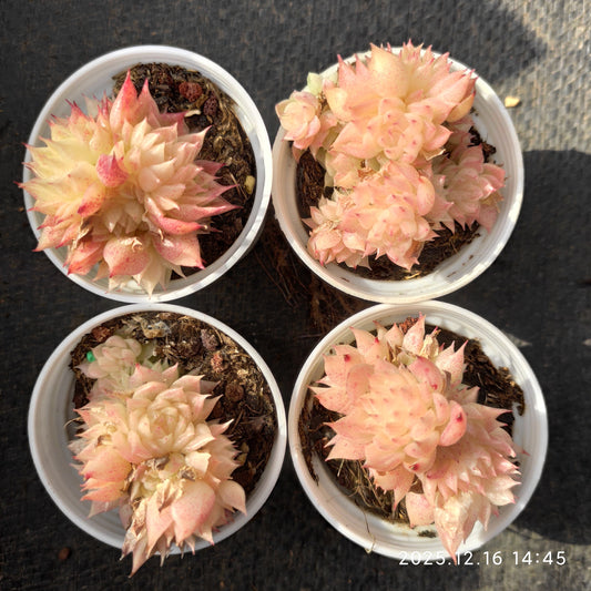 21284 バタフライ　マルギャン（5.5cm pot）