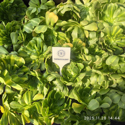 22978 ジェダイト　カラード　グレイズ（カット苗）（9cm pot）