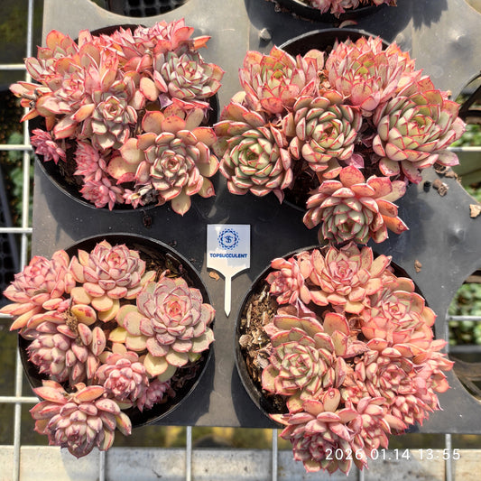 22438 ドリーム　ローズHyb