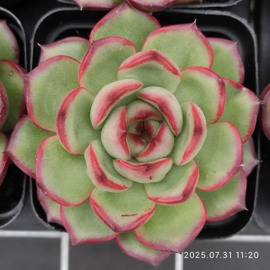 MMT782 モンブラウン（7cm pot）