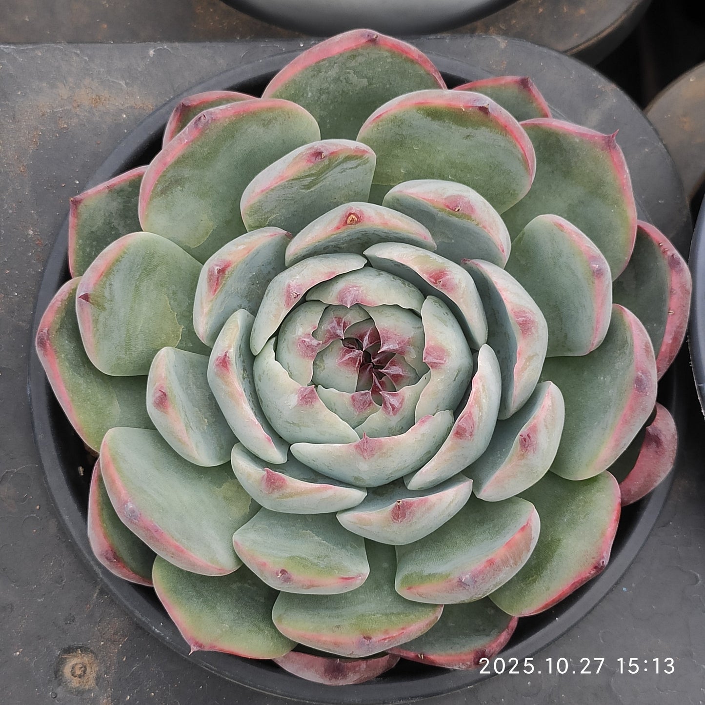 LB079 チワワエンシス（12cm pot）