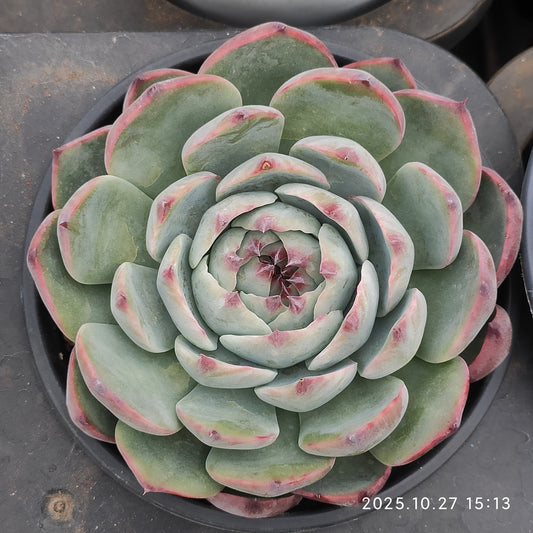 LB079 チワワエンシス（12cm pot）