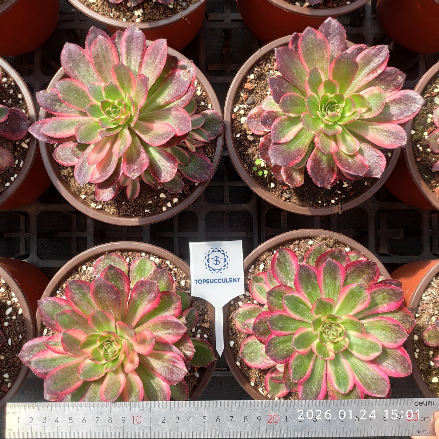 25498 ブラック　デビル