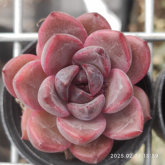 MMT729 クレープミラトル （5.5cm pot）